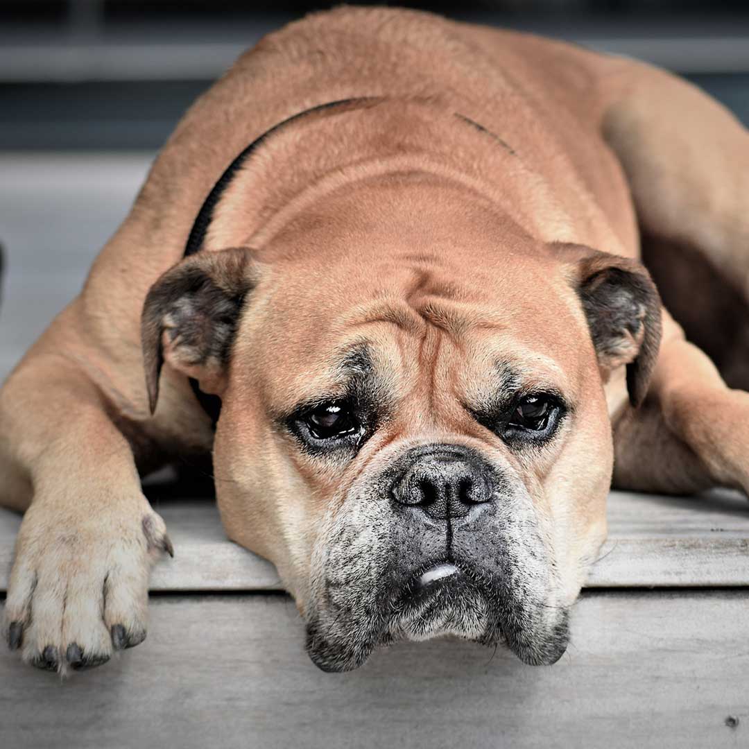 old american bulldog